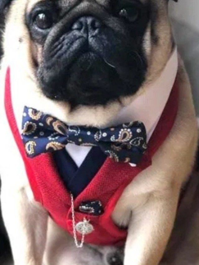 Reino Unido realiza competição para eleger os cães mais fofos; veja escolhidos