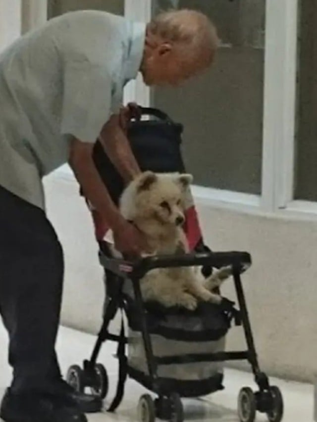 Idoso leva cãozinho ao veterinário em carrinho de bebê; veja