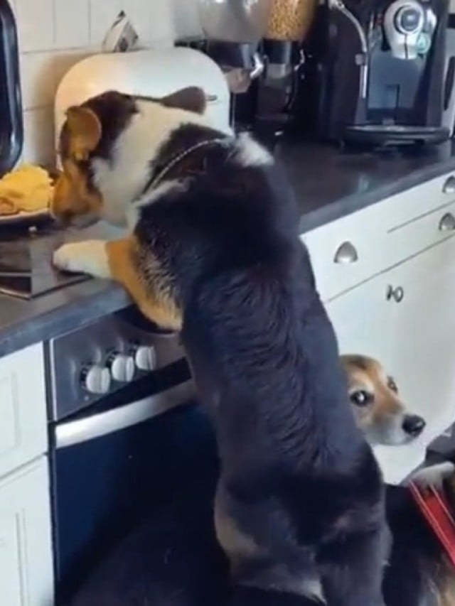 Cães se juntam para roubar comida em vídeo hilário