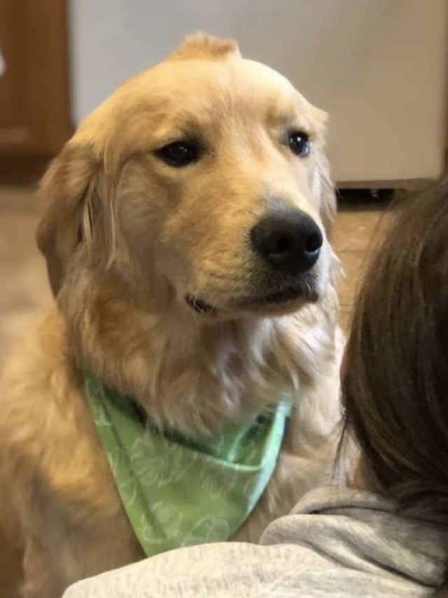 Cãozinho que nasceu com "moicano" na cabeça encanta web; veja