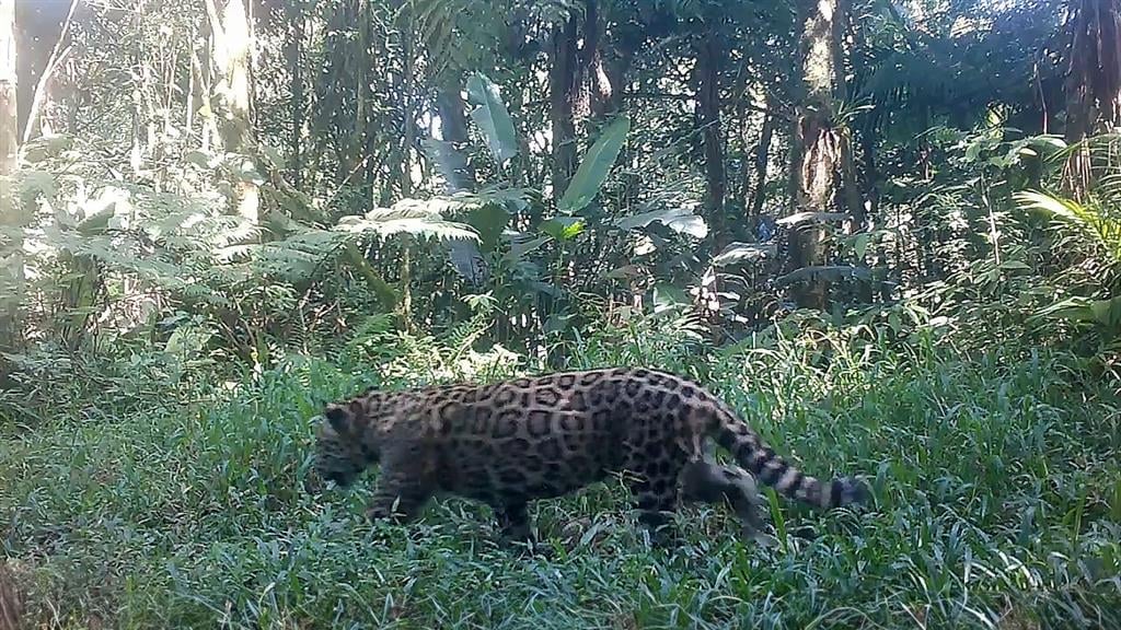 Enquete vai decidir nome de filhote de onça encontrado em área paulista