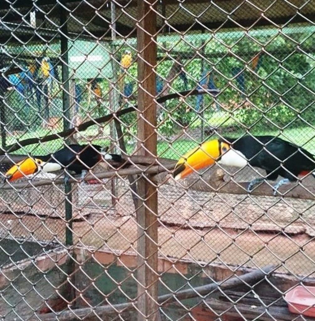 Campanha em rodovia vai combater tráfico de animais e soltar resgatados Campanha em rodovia vai combater tráfico de animais e soltar resgatados