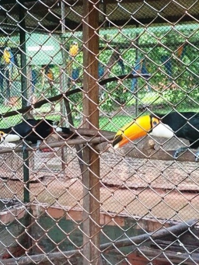Campanha em rodovia vai combater tráfico de animais e soltar resgatados