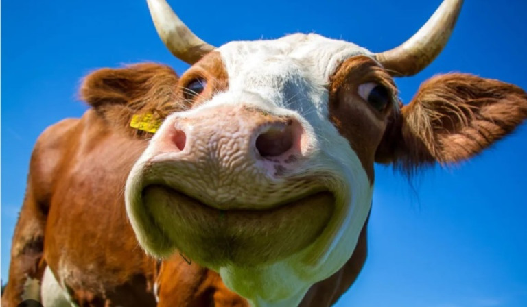 Produtores rurais de Goiás deverão  vacinar animais a partir de 1º de novembro