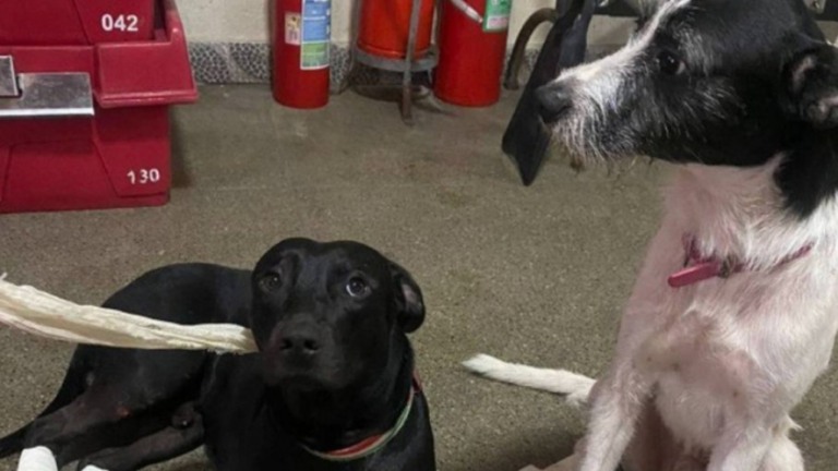 Corpo achado no RJ pode ser de homem que sumiu ao salvar cães no mar
