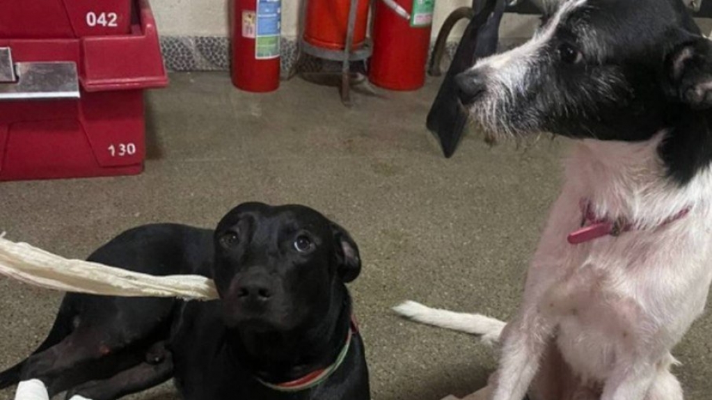 Corpo achado no RJ pode ser de homem que sumiu ao salvar cães no mar