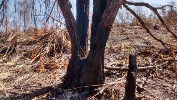 Crime ambiental atinge árvores e nascente na região de Marília