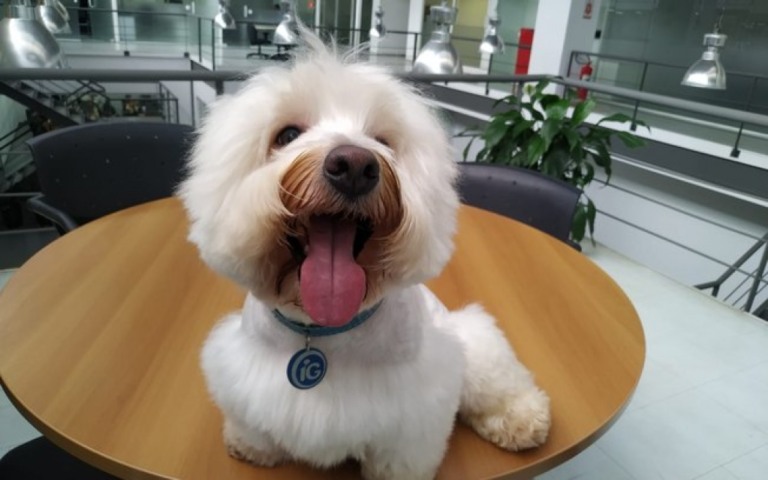 Raça west highland white terrier ficou conhecida graças ao IGuinho