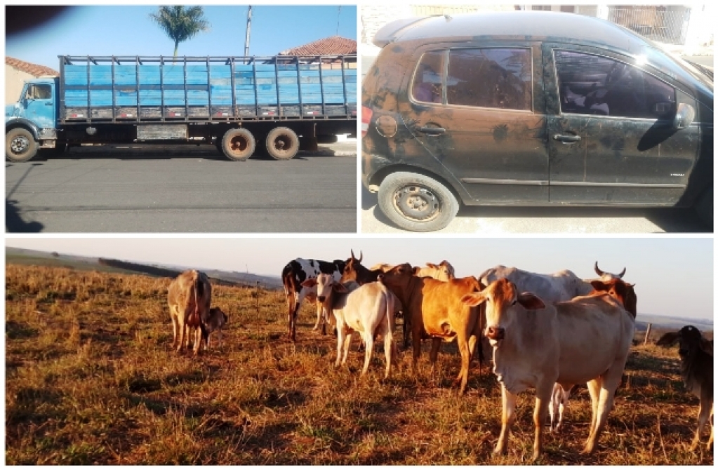 PM prende cinco na SP-294 por furto de gado e pode esclarecer crimes em seis cidades PM prende cinco na SP-294 por furto de gado e pode esclarecer crimes em seis cidades