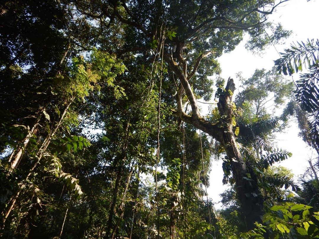 Floresta amazônica. Foto: Pixabay