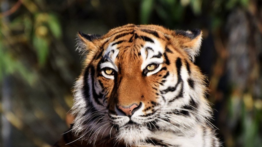 Chile: zoológico aplica vacina contra covid-19 em animais