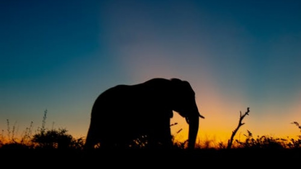 Destinos na África revelam a natureza do continente pelos safáris