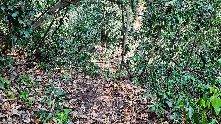 Trilha para a cachoeira Santa Maria, em Brotas. Foto: Felipe Carvalho/iG