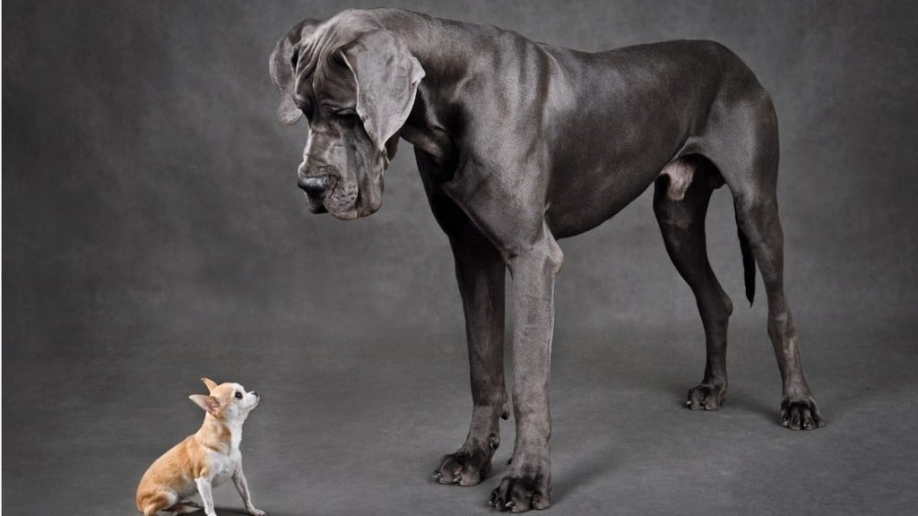 Foto: Reprodução Cachorro grande vive menos? Saiba o que dizem especialistas