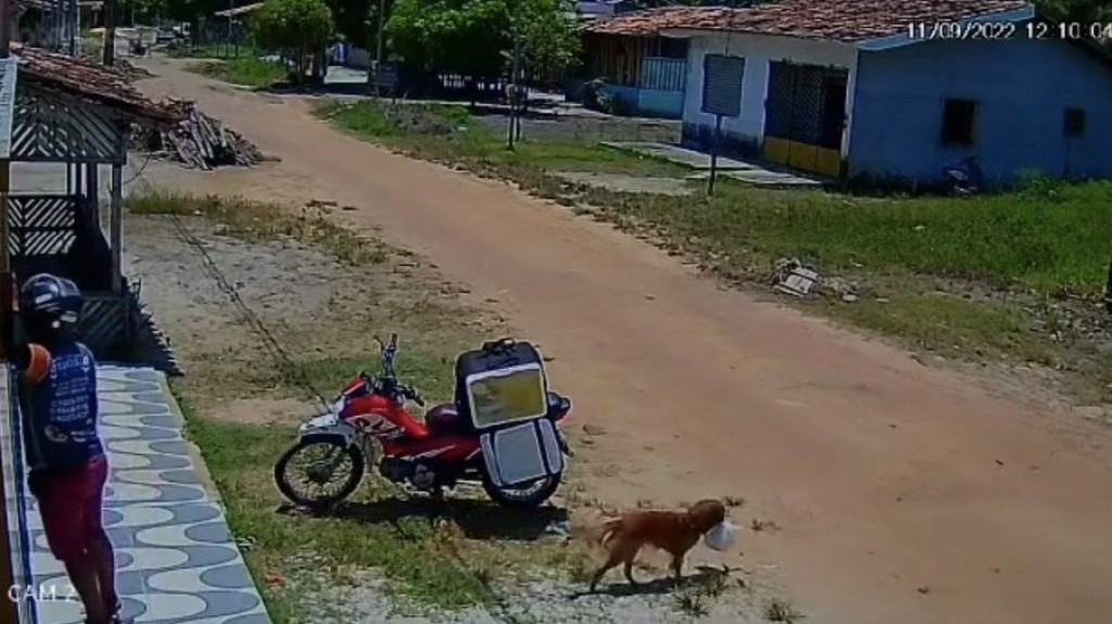 Cachorro caramelo 'furta' marmita e 'engana' entregador no Pará; veja