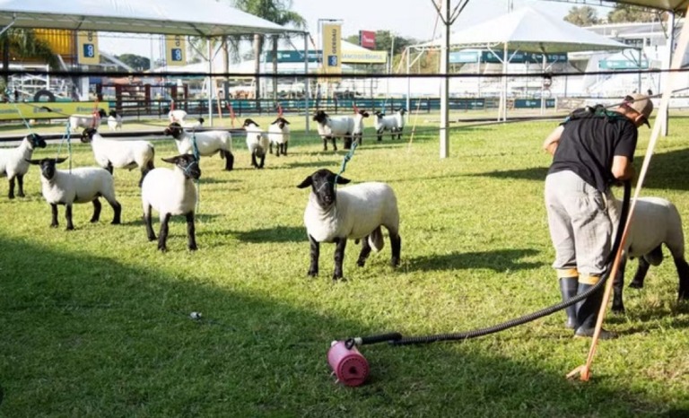 Ovinocultura: RS fará 5 feiras seguidas para promover mercado