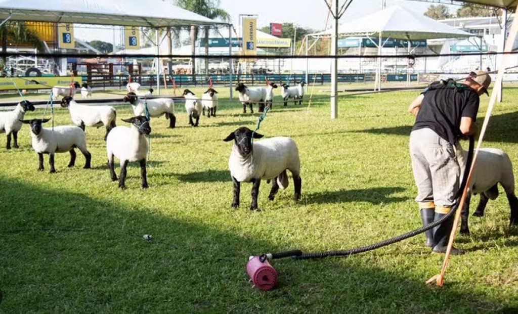 Ovinocultura: RS fará 5 feiras seguidas para promover mercado