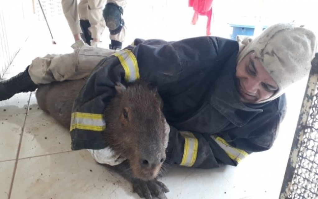 Capivara invade casa no Mato Grosso e se esconde debaixo do assoalho