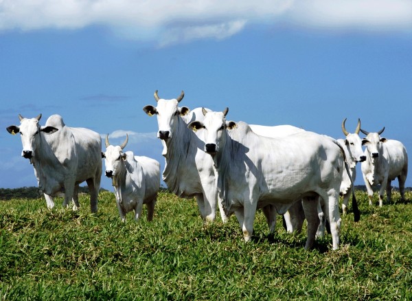 Carne - da pecuária ao churrasco - é vilã do aquecimento global, diz estudo