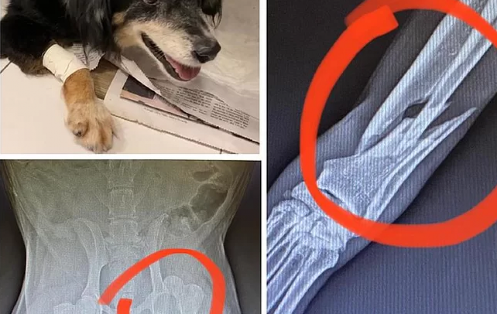 FamÃlia faz campanha para bancar cirurgia em cachorra atropelada em MarÃlia FamÃlia faz campanha para bancar cirurgia em cachorra atropelada em MarÃlia