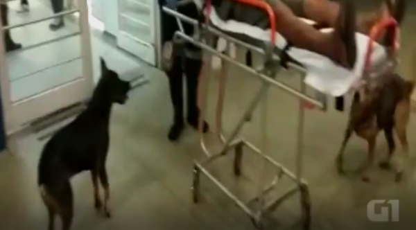 Cães seguem ambulância e acompanham dono até hospital na região