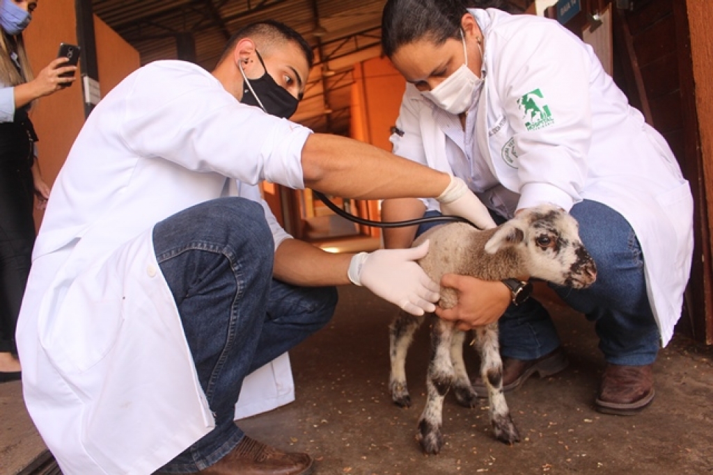 Dia 9 de setembro é momento de celebrar os Médicos Veterinários, profissionais que trabalham para, além do cuidado com a saúde animal, proteger a saúde humana e o meio ambiente