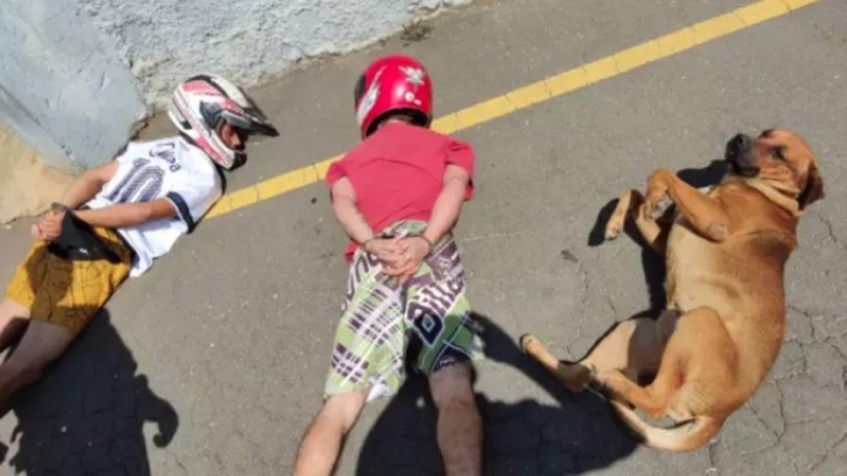 Cão deita ao lado de suspeitos durante abordagem policial e viraliza