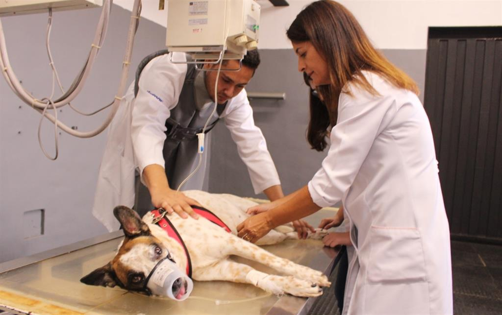 Últimos dias de inscrições para Programa de Aprimoramento em Medicina Veterinária da Unimar