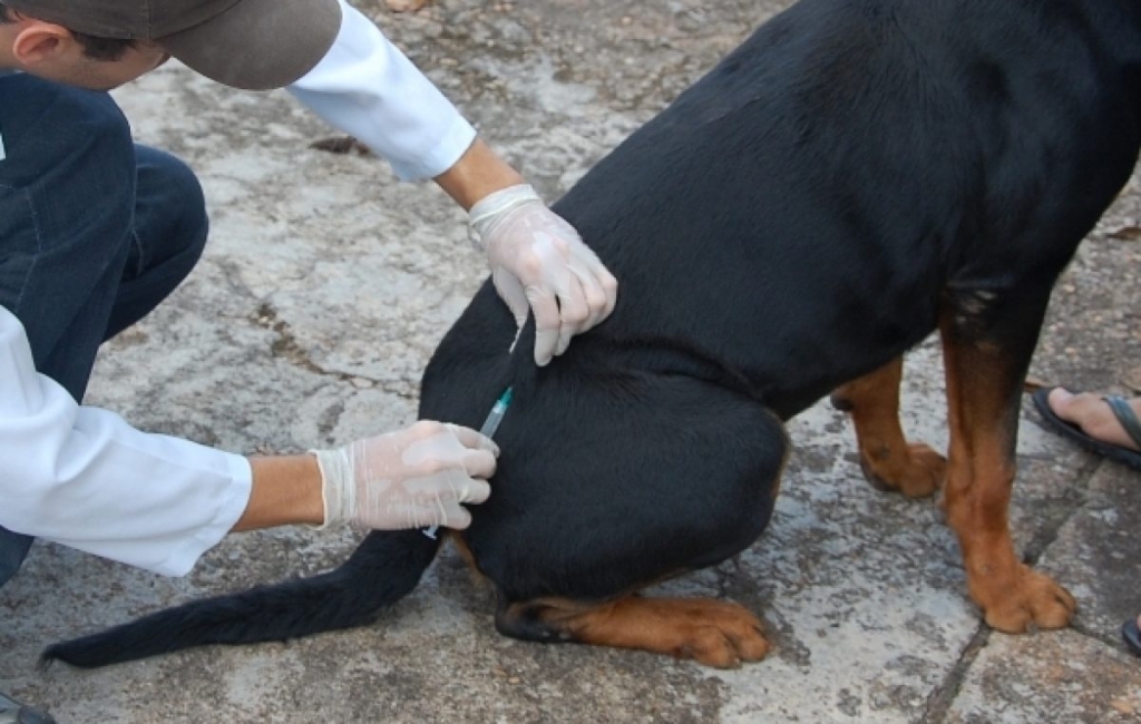 Vacinação de animais fará ultima etapa e aproveita ‘Praça da Cidadania”