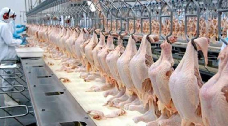 Brasil fecha acordo com a Argélia e vai ampliar exportações de frango: US$ 6,73 bilhões até agosto