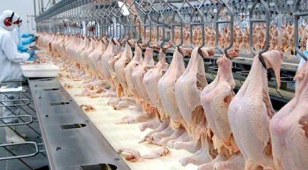 Brasil fecha acordo com a Argélia e vai ampliar exportações de frango: US$ 6,73 bilhões até agosto