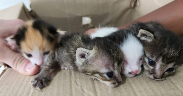 Filhotes de gatos são abandonados em obra na rodovia SP-333; vão para adoção
