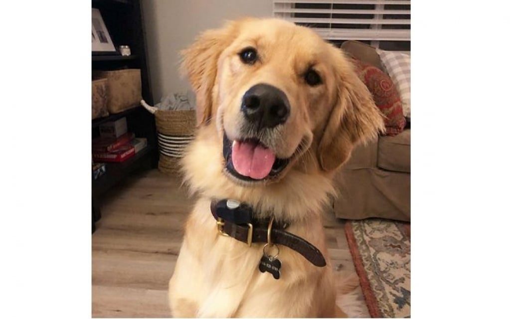 Cão espera carteiro passar em sua casa todos os dias para receber abraço