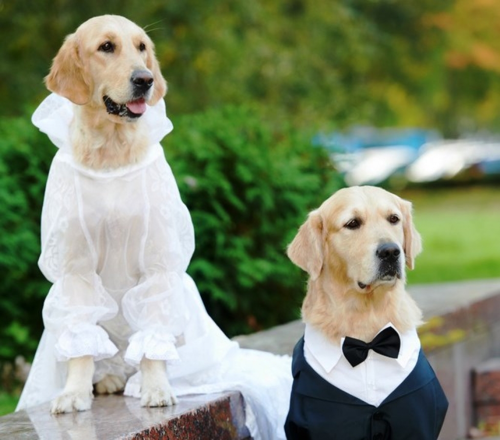 Deputado gaúcho quer registro de nascimento, óbito e casamento de pets