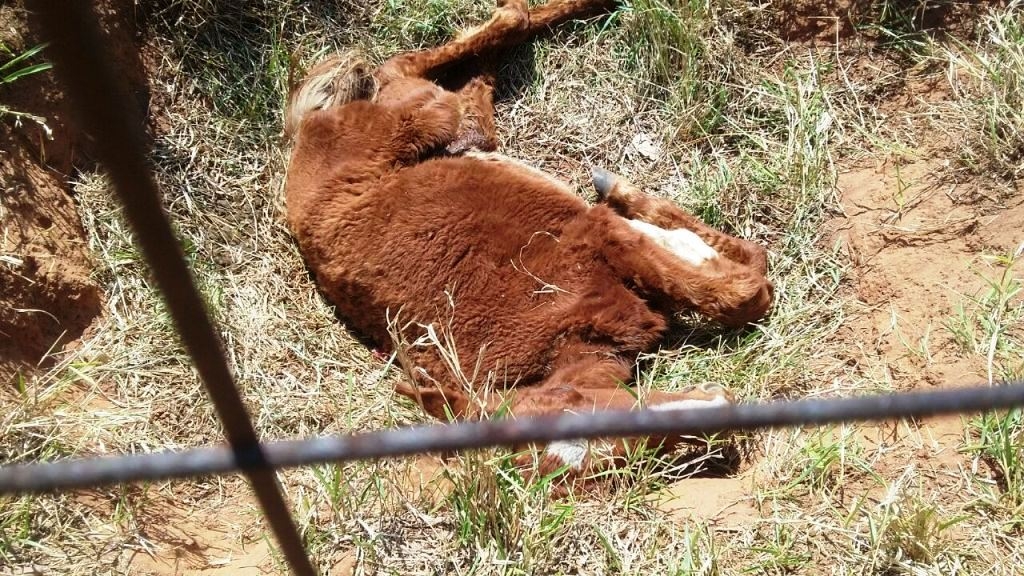 Criador sofre multa pesada por maus-tratos a animais em Marília