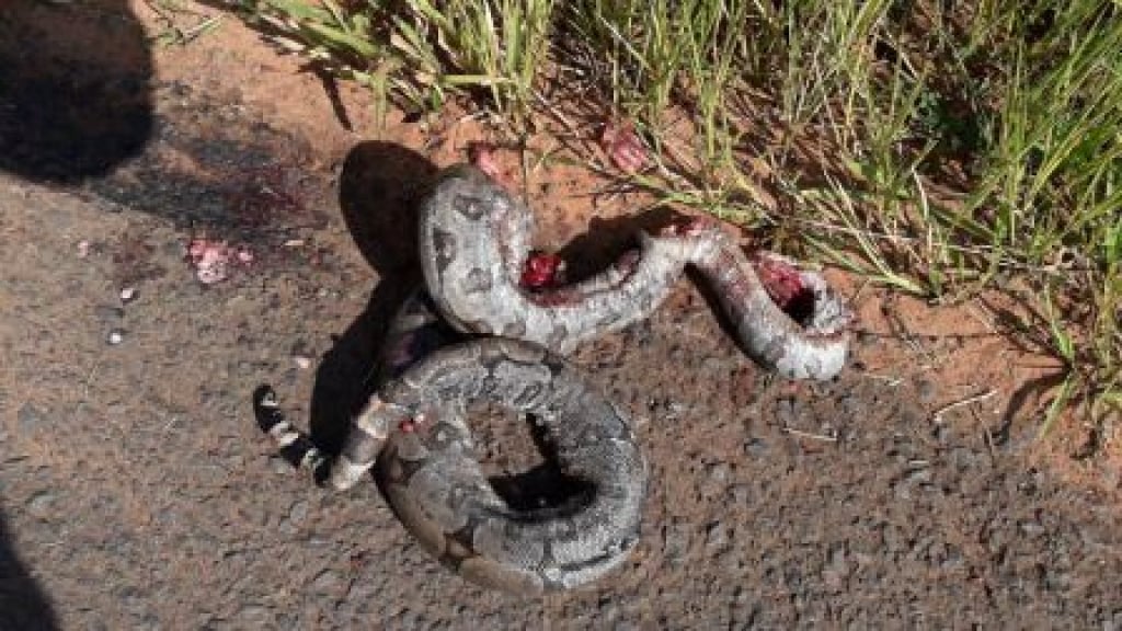 Polícia multa motorista por matar cobra e autua criadores de pássaros na região