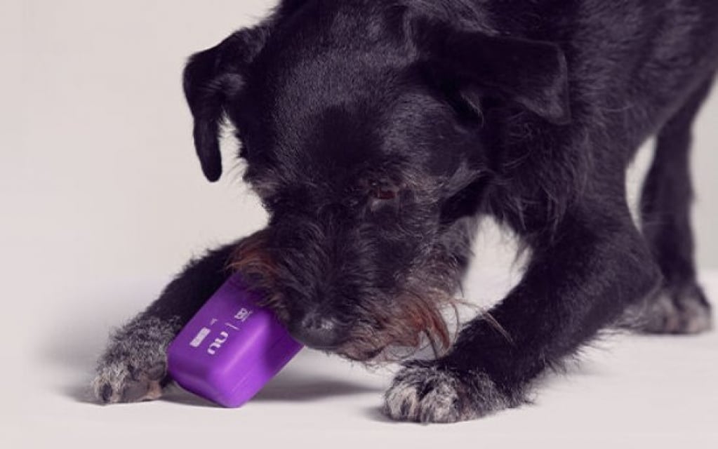 Nubank anuncia cartão de crédito para cachorro feito com a Zee.Dog; conheça