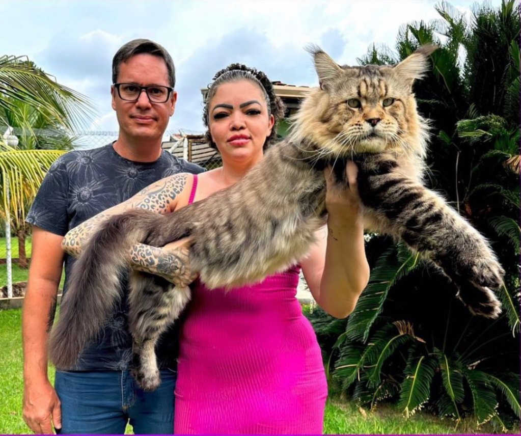 Encontro em Marília terá Xartrux, gato que concorre ao título maior do mundo