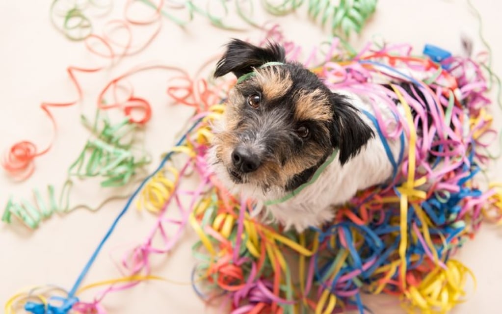 Glitter em cachorro pode? Veterinária responde