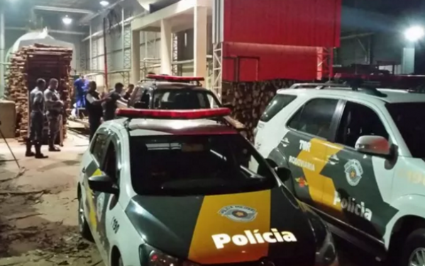 PF queima 1,8 tonelada de maconha em Marília