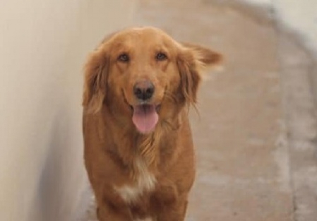 Família procura por cachorra que foi tomar banho e fugiu de pet shop em Marília Família procura por cachorra que foi tomar banho e fugiu de pet shop em Marília
