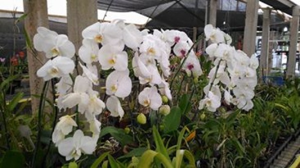 Exposição de Orquídeas começa na próxima semana