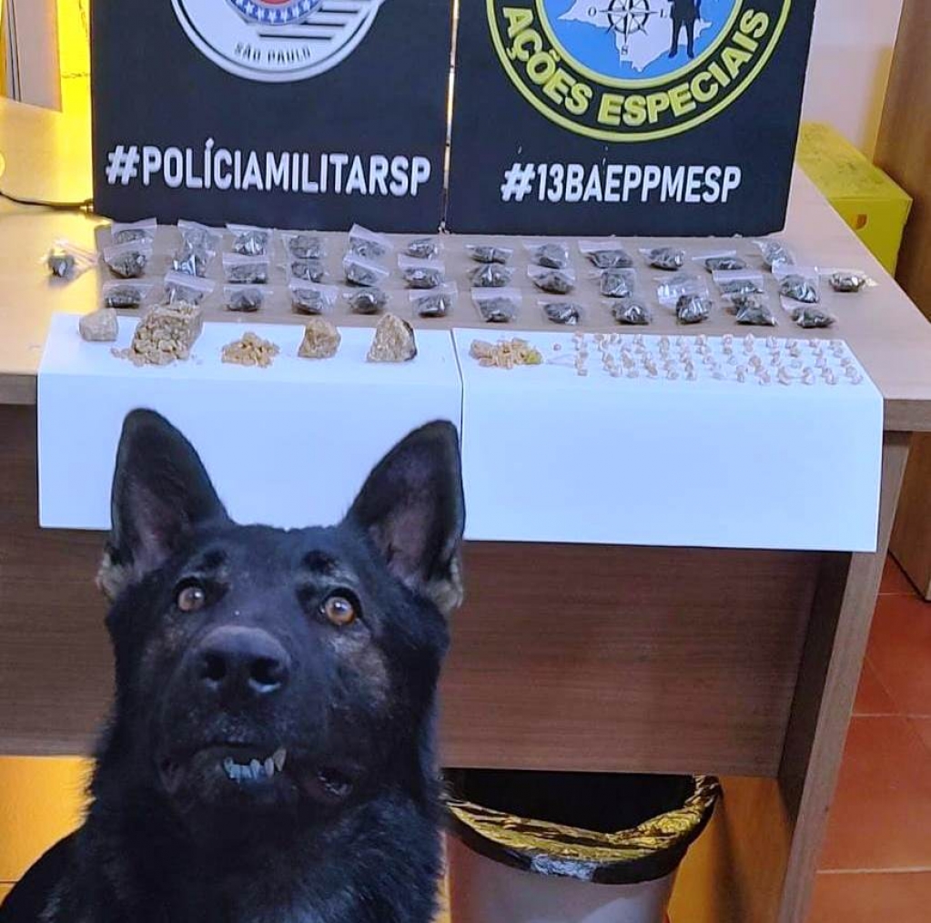 Cão do Baep descobre quase 700 porções de drogas em Ourinhos