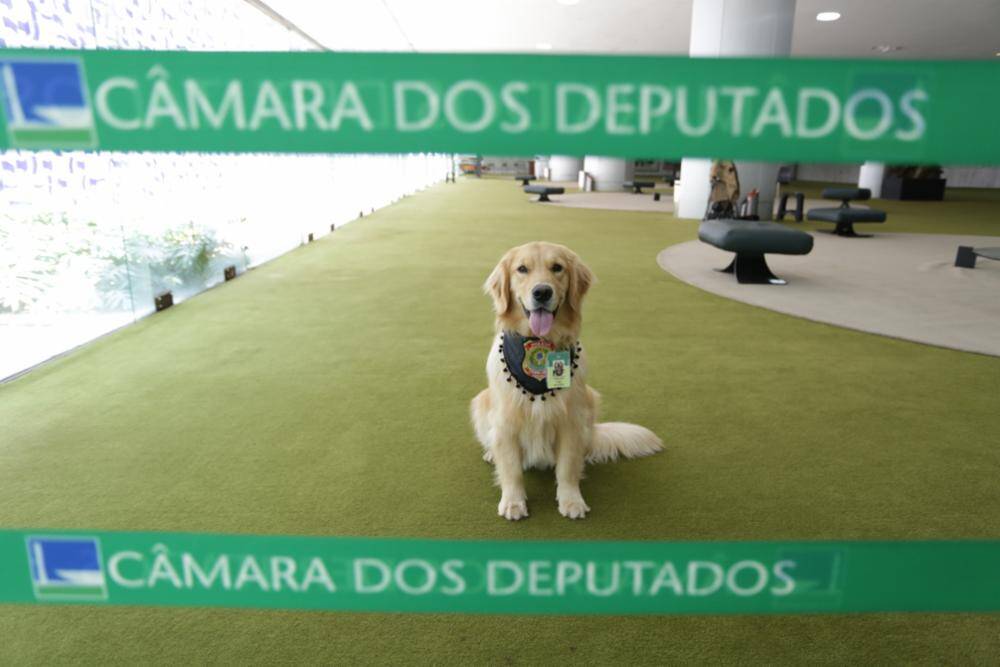 Golden Retriever faz parte da equipe de segurança da Câmara dos Deputados. Foto: Michel Jesus/Câmara dos Deputado