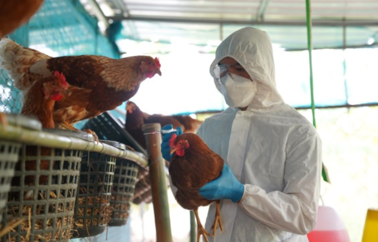Gripe aviária representa perigo real de prejuízos para o agronegócio