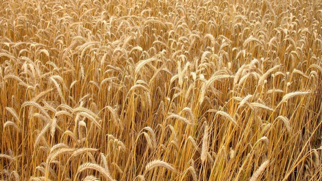Especialistas alertam para escassez de alimentos por conta da guerra