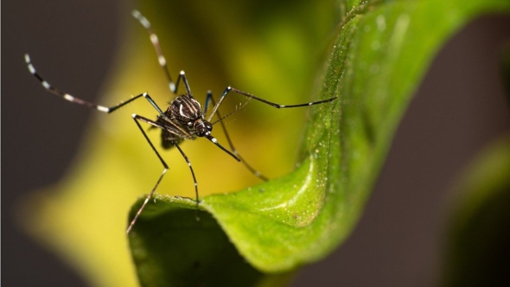 Foto: Reprodução Vacina contra a Dengue estará disponível no SUS? Entenda os detalhes