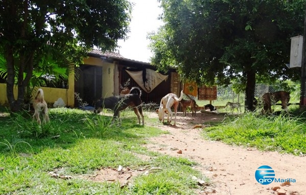 Abrigo de animais é saqueado e faz campanha para repor perdas