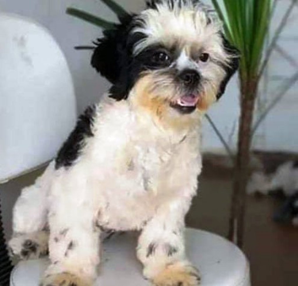 Viu a Zoe? - Campanha pede ajuda para encontrar cachorra em Marília
