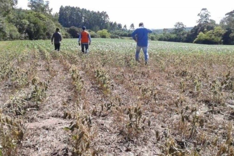 Pesquisa da Aprosoja estima em 20% a quebra da safra de soja em Mato Grosso